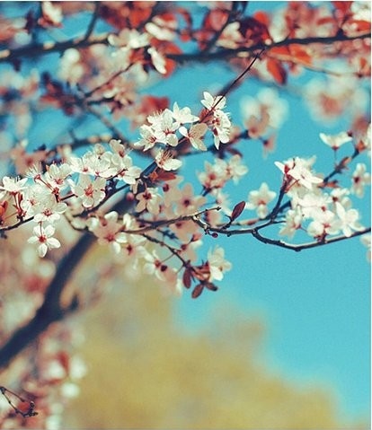 blossom, branches and dof