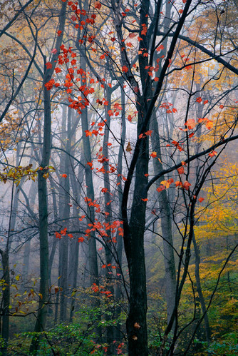 alberi, arbre, automne, autumn, autunno, colori
