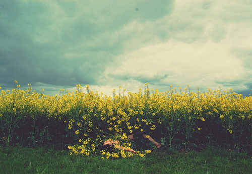 field, flowers, grass, meadow, sky, yellow