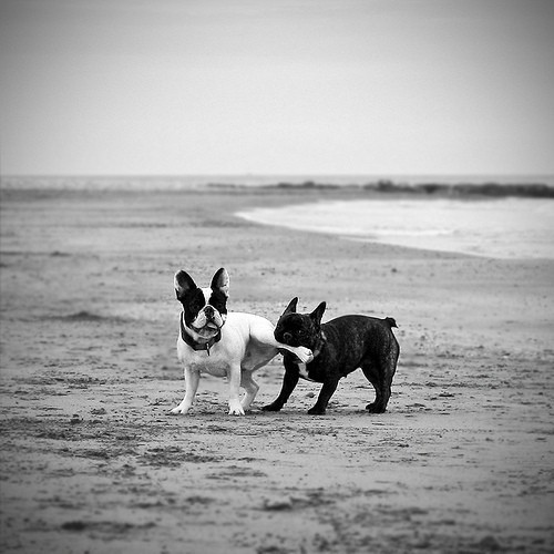 beach, cute and dogs
