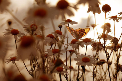 butterfly, flowers and nature