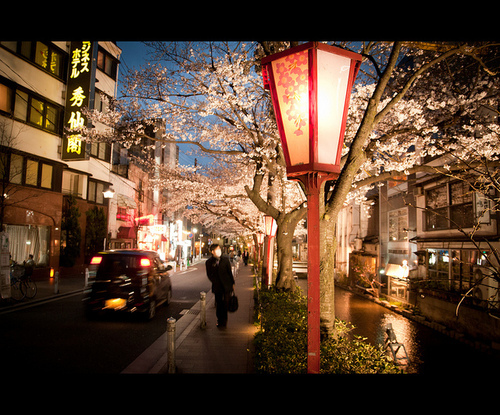 cherry blossoms japan light night street