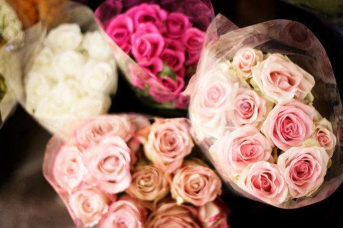 flowers, pink and pink roses