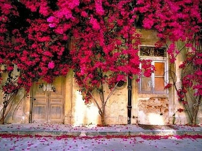ambience,  door and  flowers