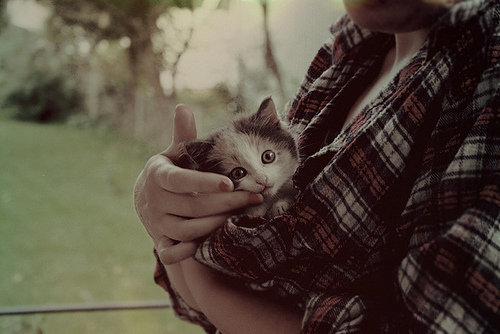 awh, cat and cute
