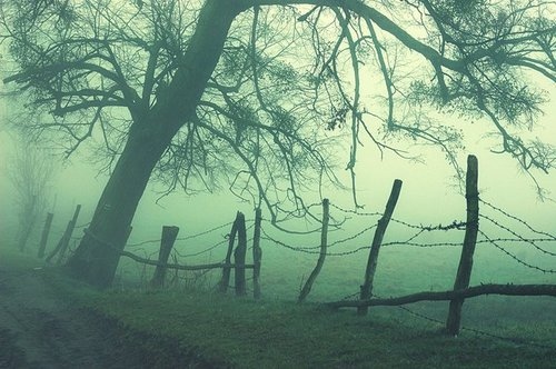 creepy, fog and nature