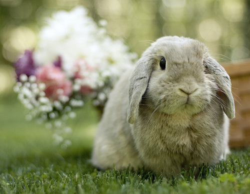 Защо моето зайче прави така? – езикът на тялото на зайчето - Блог  [lapichki.com - Сайт за вашите домашни любимци]