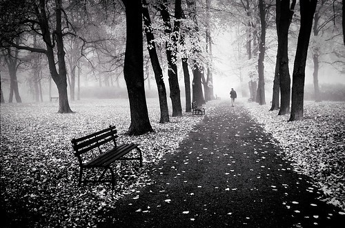 alone, black and white and forest
