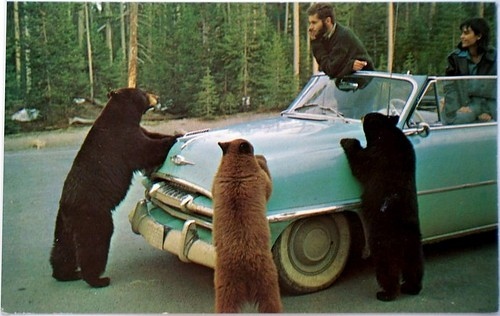 3 bears,  60s and  animals