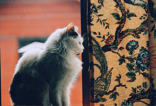 animal, cat and curtains