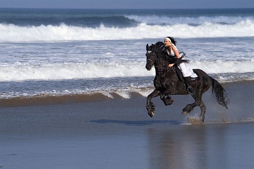 beach, black horse and galloping