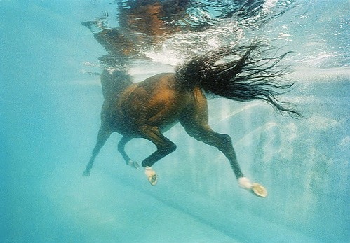 horse, horse swimming and horse underwater