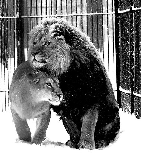 animals, black and white and couples