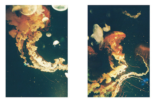 animals, medusa and ocean