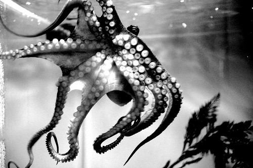 animal, black and white and octopus