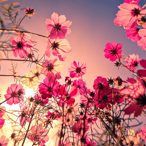 ..., beautiful, beauty, color, cosmos, field