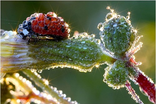 beauty, bug, color and colors