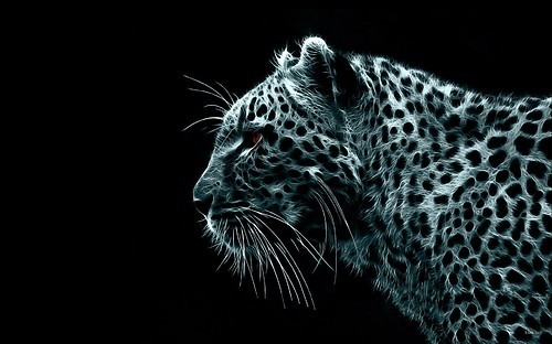 animal,  cat and  digitalphotography