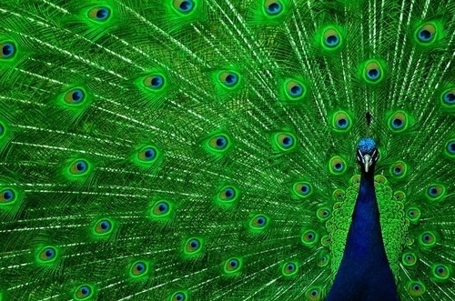 animais, bird and blue