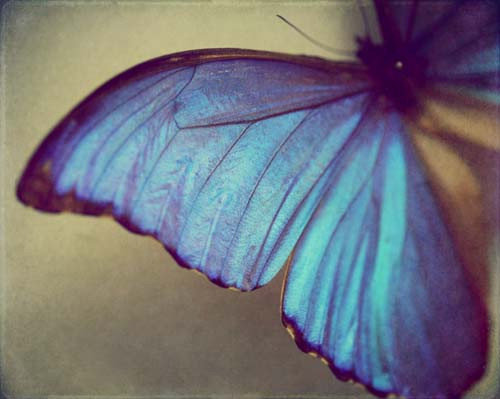  animals, beauty, blue, butterflies, butterfly, colours