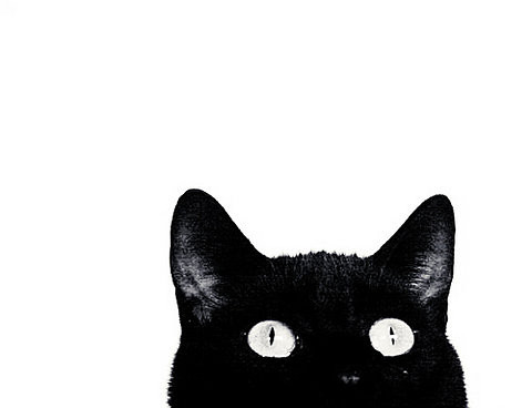 animal, animals, beauty, black, black and white, black cat