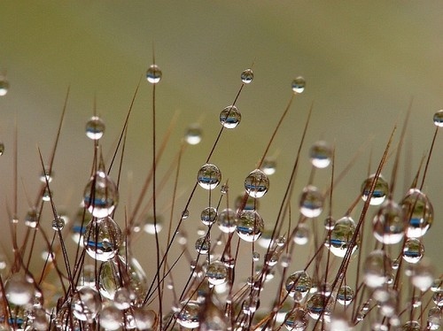 beauty, bubbles and depth of field