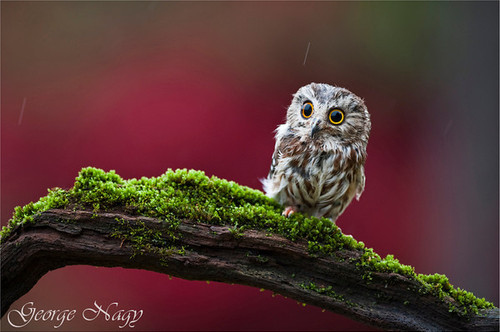 baby owl, cute and detailed