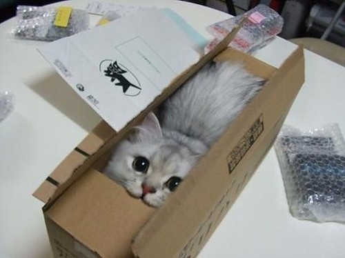 animal, box and cat