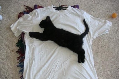 animal, animals and camiseta