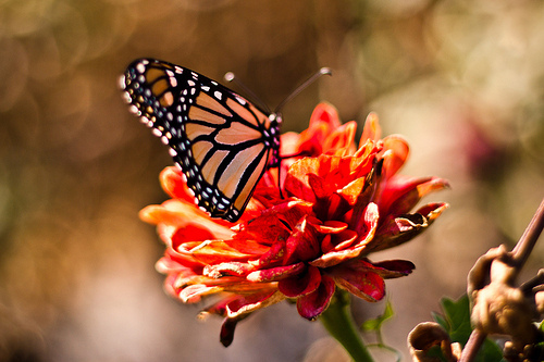 butterfly, flower and monarch