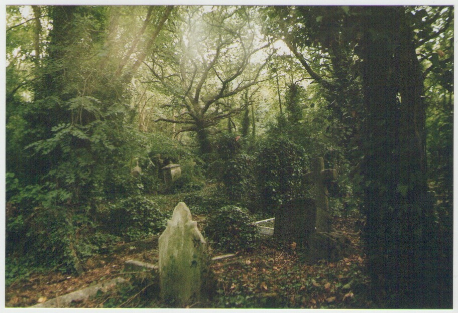 branches, forest and grave