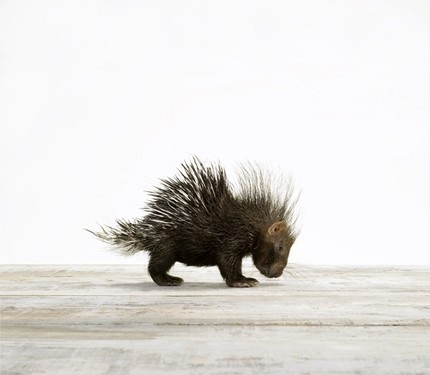 animal, baby and baby porcupine