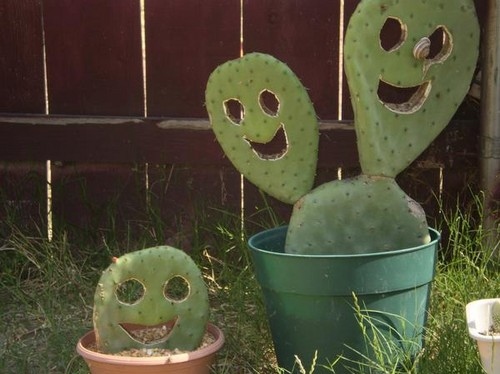 adorable, cacti and cactus