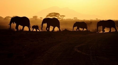 animals,  elephant and  elephants