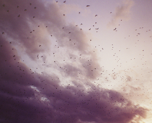 birds, clouds and nature