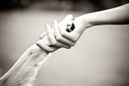 friendship, hand and handshake