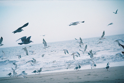 beach,  birds and  fly