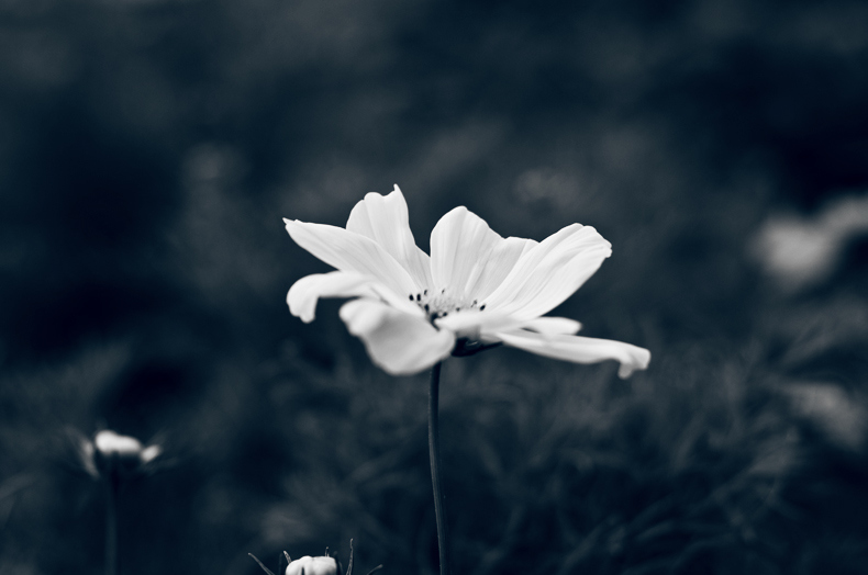 beautiful, black and white and flower