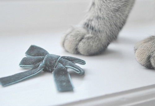 adorable, bow and cat