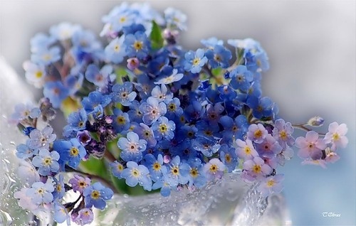 blue,  flower and  flowers