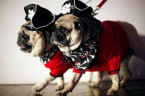 cute, dog and pirate