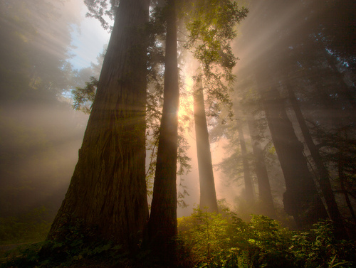 beauty, fog and forest