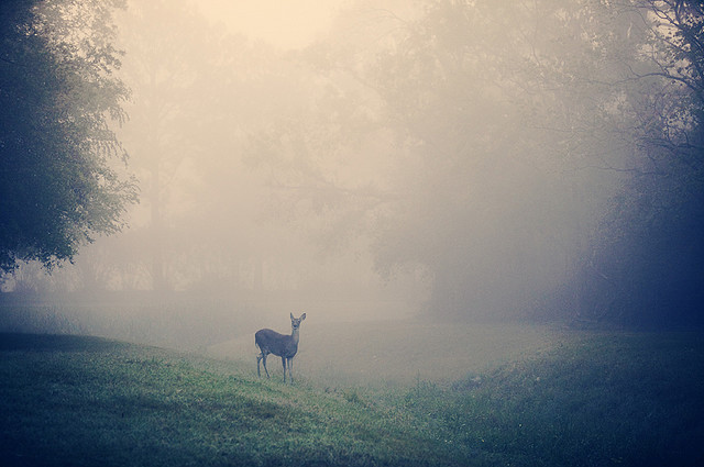 deer, fog and foggy
