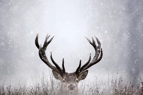 animal, antlers and cold