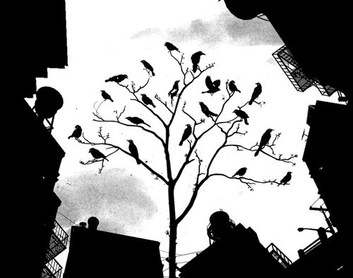 art birds birds photo black birds buildings city inspiring black birds 500x394