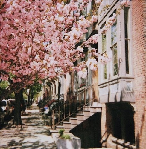 blossom, cherry blossoms and city life