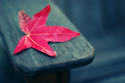 autumn,  falling red and  great