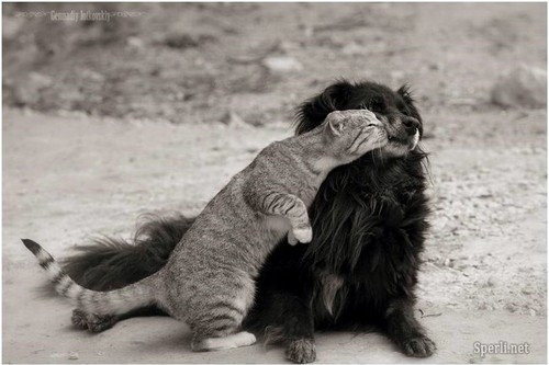 animal, animal love and cat