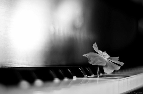 black and white, flower and piano