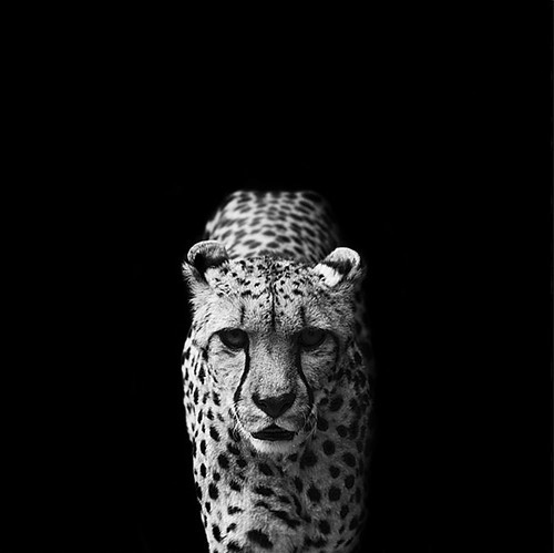 Animal Black Background